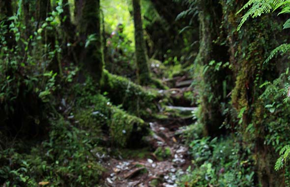 Parque Tepuhueico é uma iniciativa de conservação em Chiloé