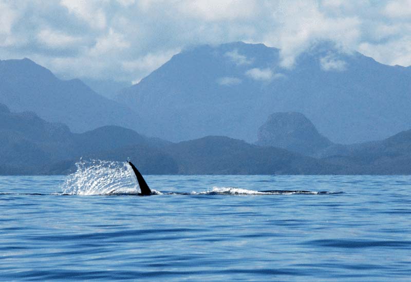 Blue Whales in Chiloé