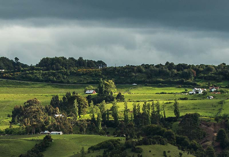Birdwatching in Chile: Biodiversity of Pullao Wetlands