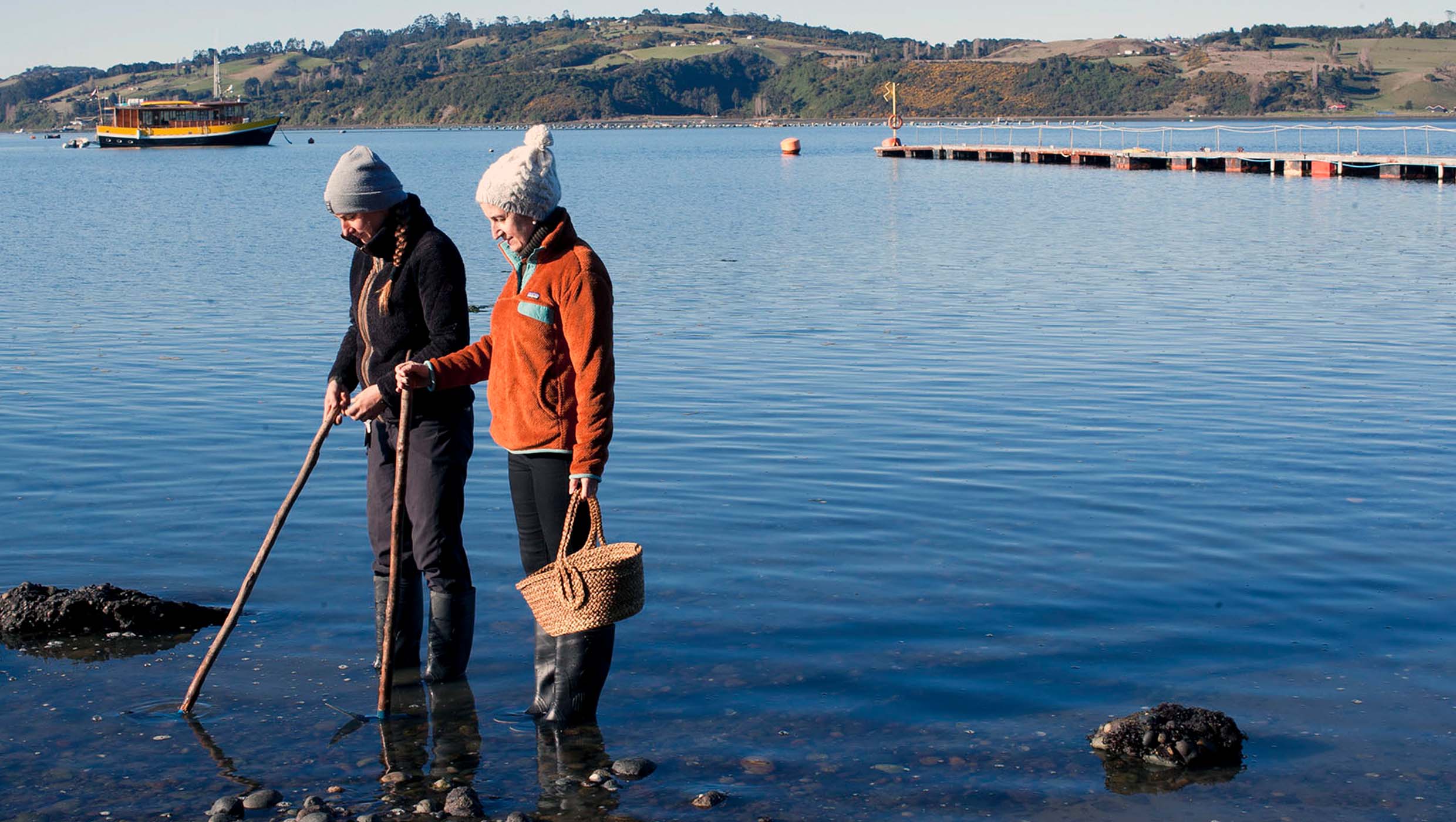 Shellfishing at Low Tide on Chiloé Island in Chile