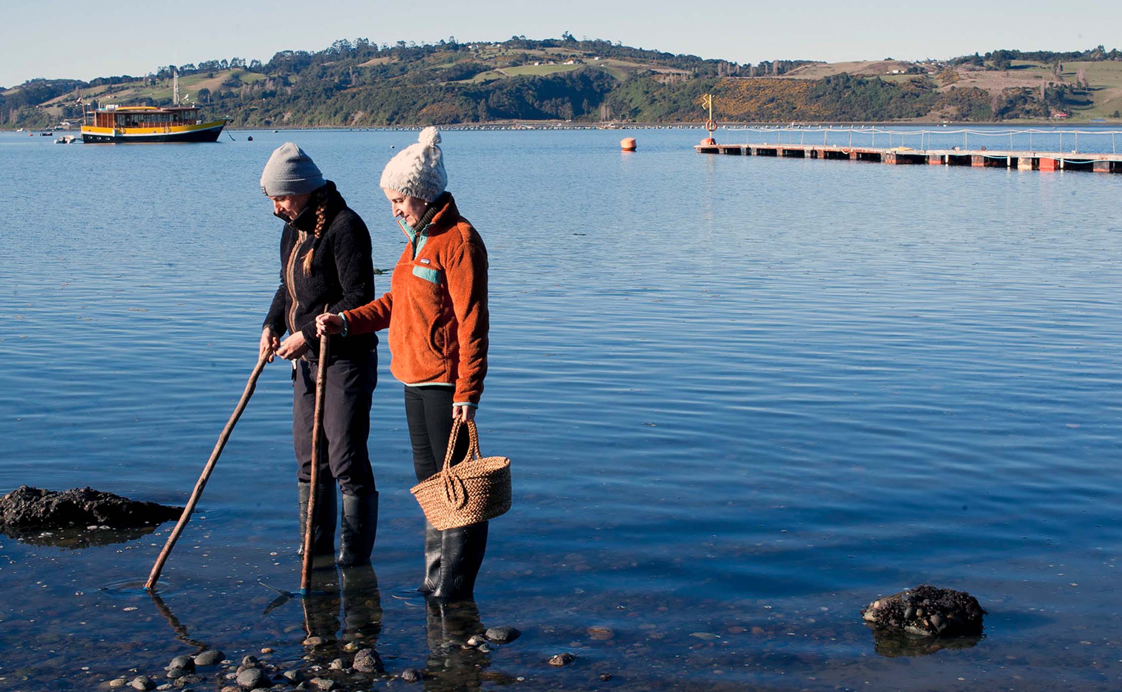 Pesca de conchas na maré baixa, Chiloé no Chile