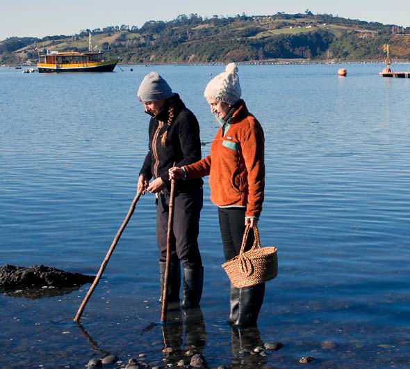 Pesca de conchas na maré baixa, Chiloé no Chile