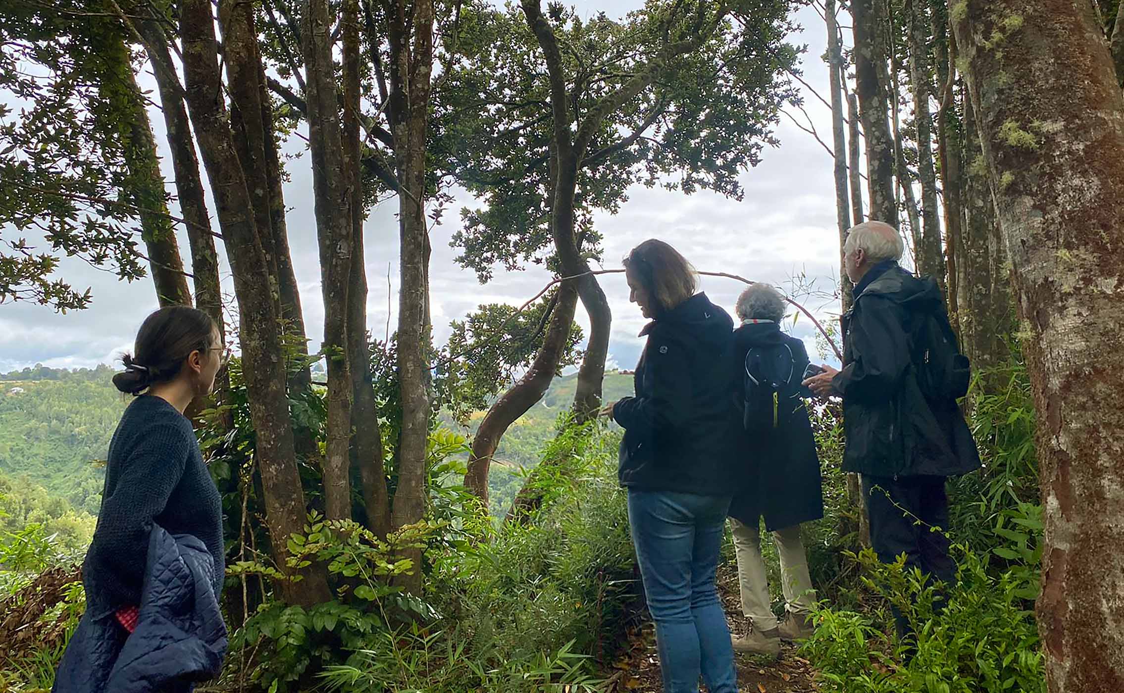 Uma Caminhada no Bosque de Palqui em Chiloé, Chile
