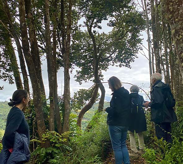 Uma Caminhada no Bosque de Palqui em Chiloé, Chile