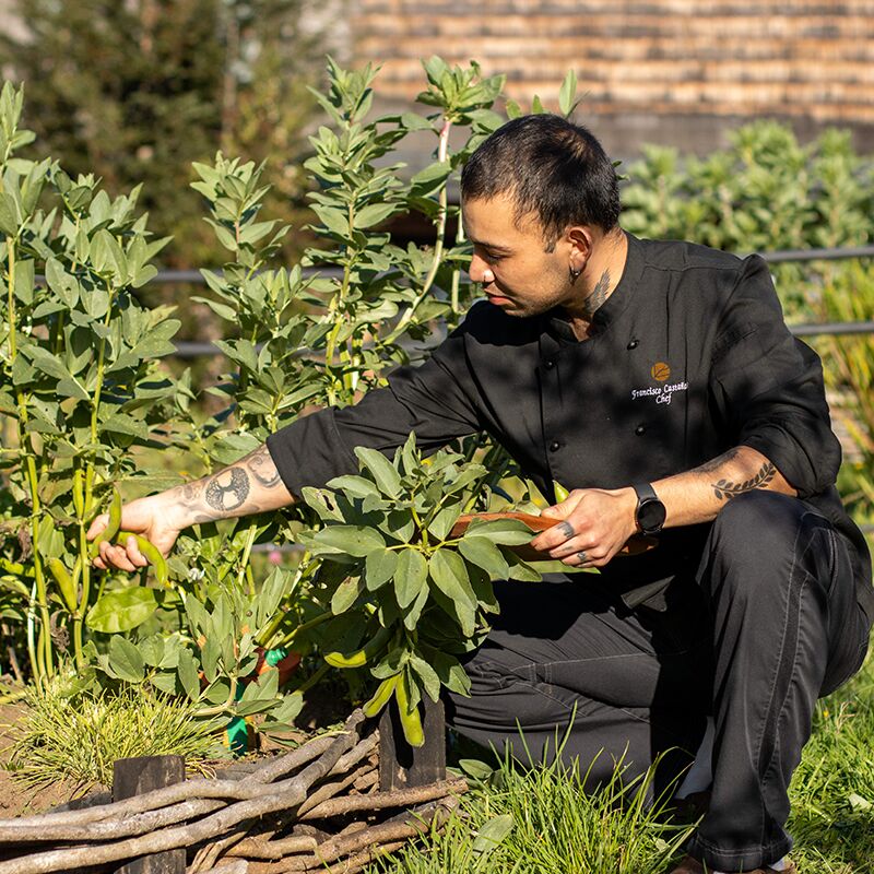 O chef colhe os produtos da horta no Refugia Chiloé.