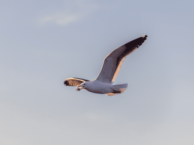 Birdwatching in Chiloé – An attractive destination for birdlovers.