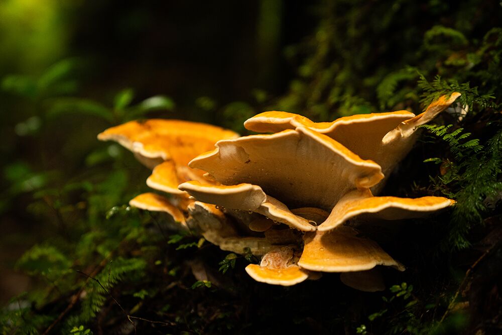 Silent Inhabitants of the Forest: The Fungi Kingdom in Chiloé