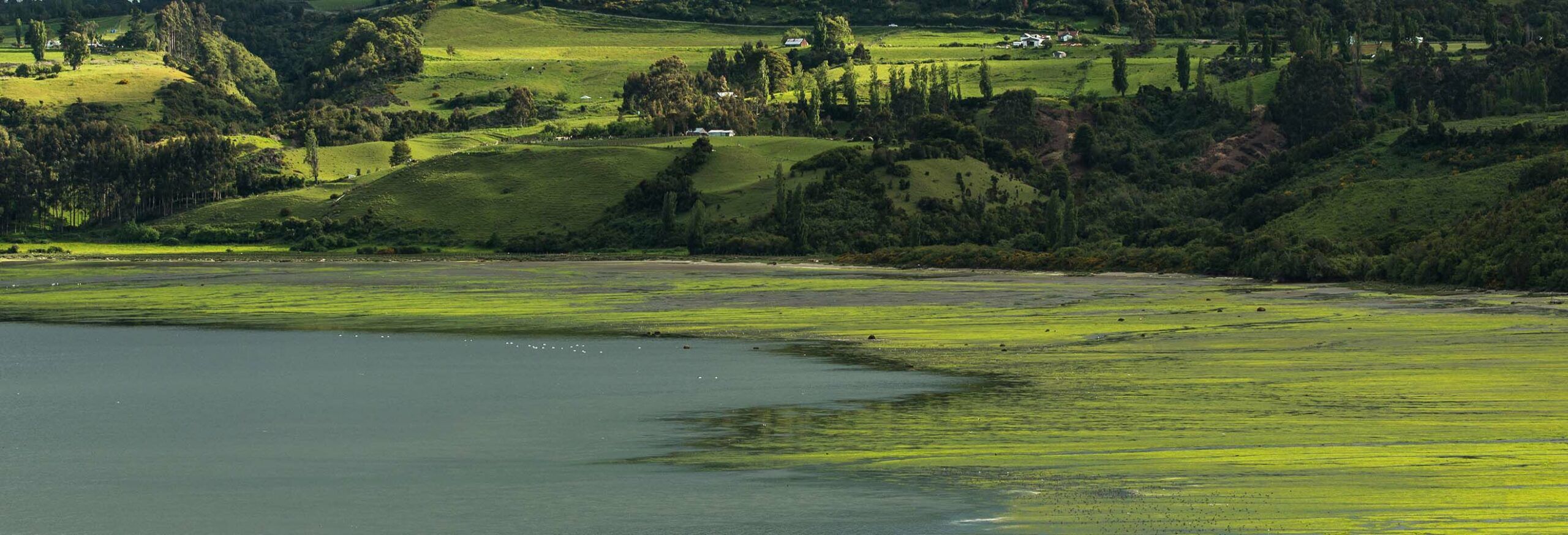 Hotel e spa de luxo em Chiloé no Chile - vistas dos pântanos